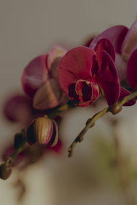 Close-up of pink rose flower