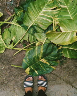 Low section of person standing on leaves