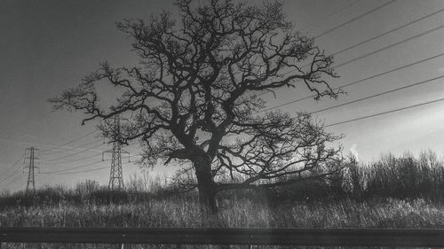 Bare tree on field against sky