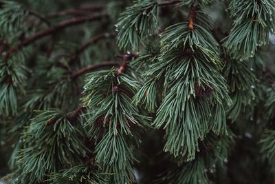 Close-up of pine tree