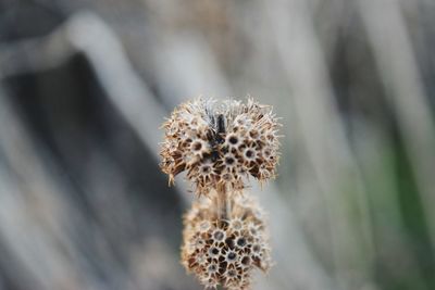 Close-up of wilted flower