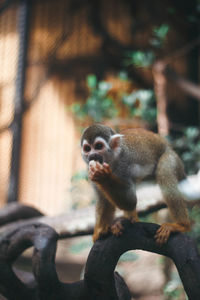 Monkey sitting in a zoo