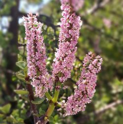 Close-up of pink flowers on branch