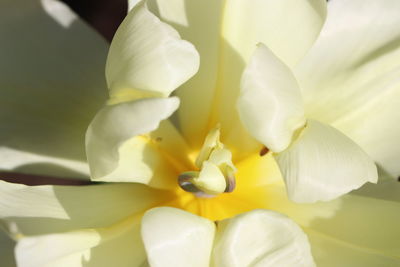 Close-up of white flowering plant