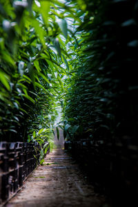 Footpath amidst trees