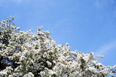 Low angle view of cherry blossom against blue sky