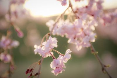 Close-up of pink cherry blossom