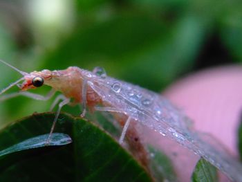 Close-up of insect on water