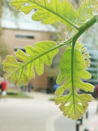 Close-up of leaves