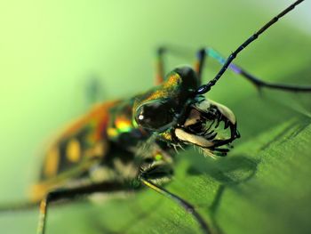 Close-up of beetle on leaf 