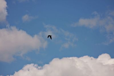 Low angle view of bird flying against clear sky
