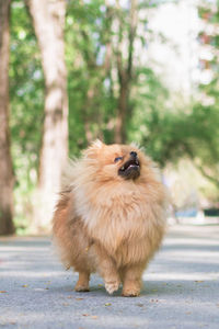 Miniature orange pomeranian dog on a walk in summer park.