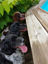 Close-up of dog sticking out tongue