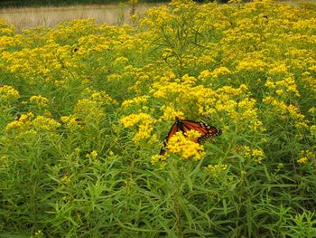 Close-up of butterfly pollinating on yellow flower