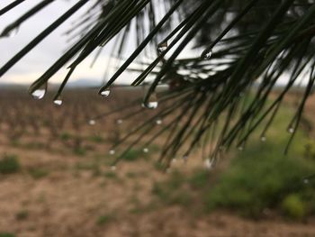 Close-up of raindrops on pine tree