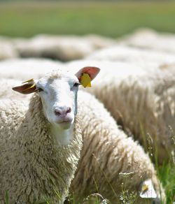 Portrait of sheep on field