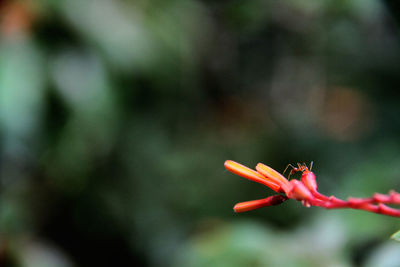 Close-up of red flower against blurred background