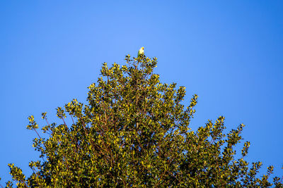 Low angle view of flowering plant against clear blue sky