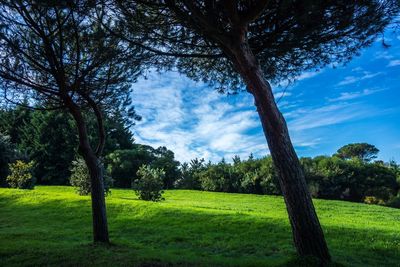 Trees on grassy field