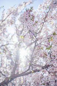 Low angle view of cherry blossom tree