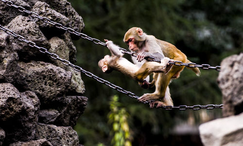 Monkeys on chains in forest