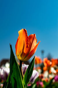 Close-up of orange flower against blue sky