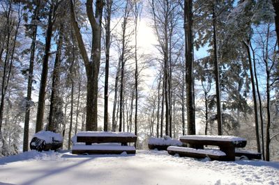 Snow covered bare trees against sky
