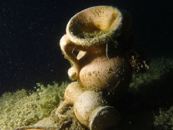 Close-up of coral in sea