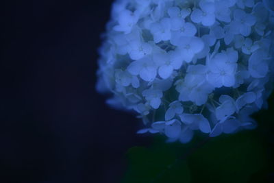 Close-up of purple flower against black background