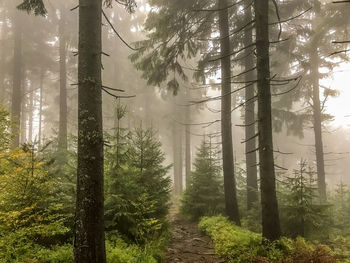 Trees in forest