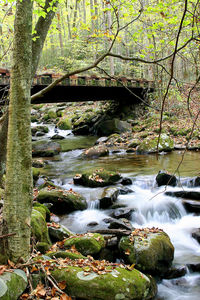Scenic view of waterfall in forest