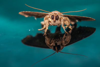 Close-up of spider