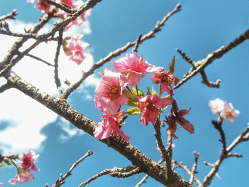 Low angle view of cherry blossom tree