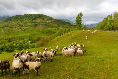 Flock of sheep on field