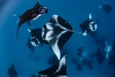 Wide angle view of a school of manta rays, baa atoll