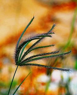 Close-up of flower