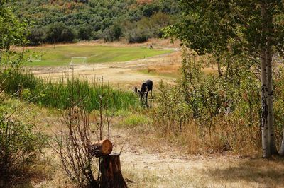 Fence on grassy field