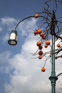 Low angle view of orange fruits against sky