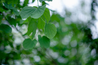 Close-up of green leaves on plant