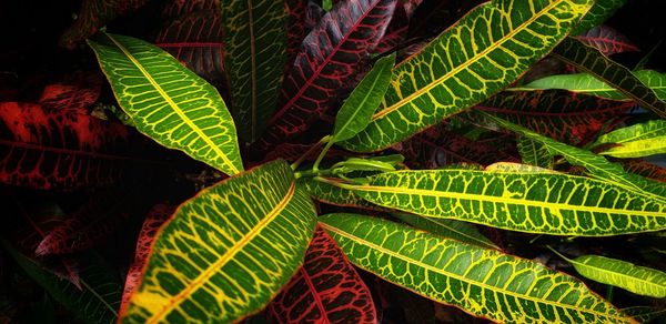 Close-up of fern leaves