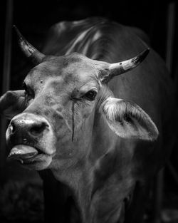 Close-up portrait of cow