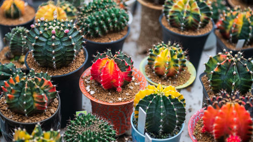 Close-up of christmas decorations