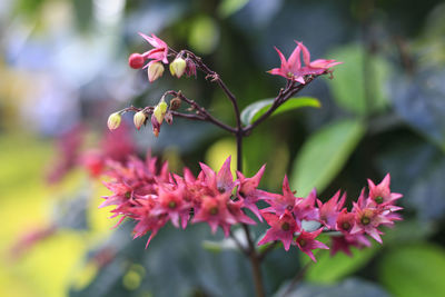 Close-up of pink flowering plant