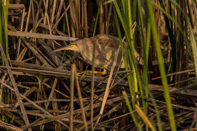 Close-up of a bird on land