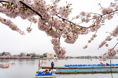 People in boat. cherry blossom 