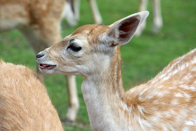 Side view of fawn