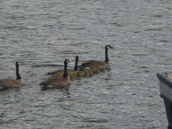 View of birds in water