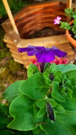 Close-up of purple flowering plant