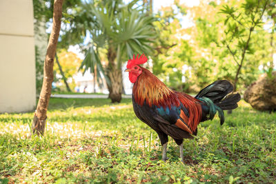 Roosters and chickens, called gypsy chickens or cubalaya by the locals of key west, florida