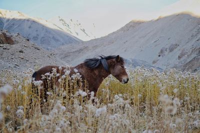 View of a sheep on a field
